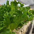 Tango Lettuce Seeds - Heirloom Loose Leaf Variety - 2000+ Seeds for Home Gardening & Salad Crops - Lactuca sativa
