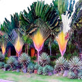 Travelers Palm Tree Seeds - Ravenala madagascariensis - Exotic Tropical Plant Seeds for Garden or Indoor Growth
