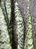 Sansevieria trifasciata Leaf Cuttings – Organic Hawaii Grown Snake Plant Propagation Starter for Indoor Houseplants