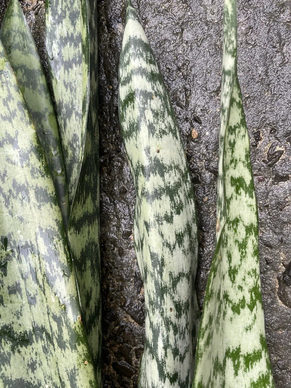 Sansevieria trifasciata Leaf Cuttings – Organic Hawaii Grown Snake Plant Propagation Starter for Indoor Houseplants