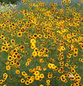 Coreopsis Seeds - Plains Calliopsis Native Wildflower, Heirloom, 500 Seeds, Full/Partial Sun, Coreopsis tinctoria