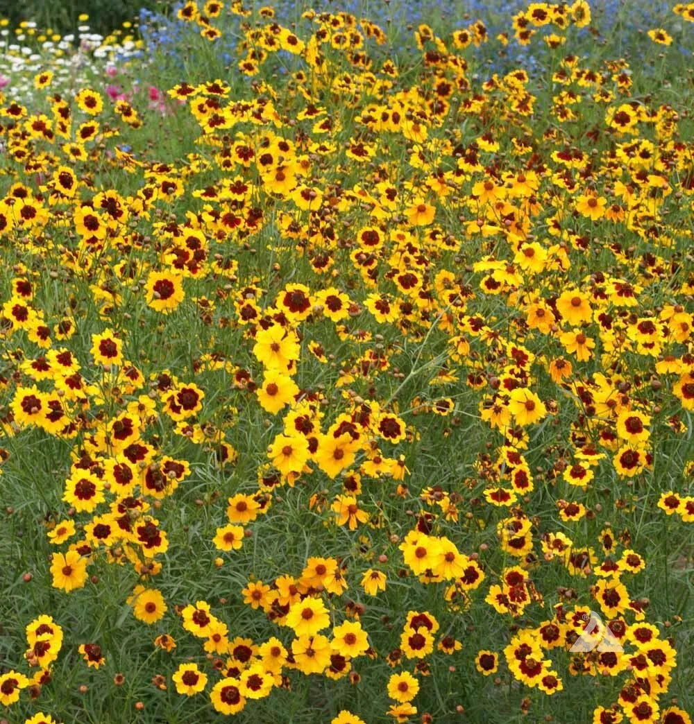 Coreopsis Seeds - Plains Calliopsis Native Wildflower, Heirloom, 500 Seeds, Full/Partial Sun, Coreopsis tinctoria