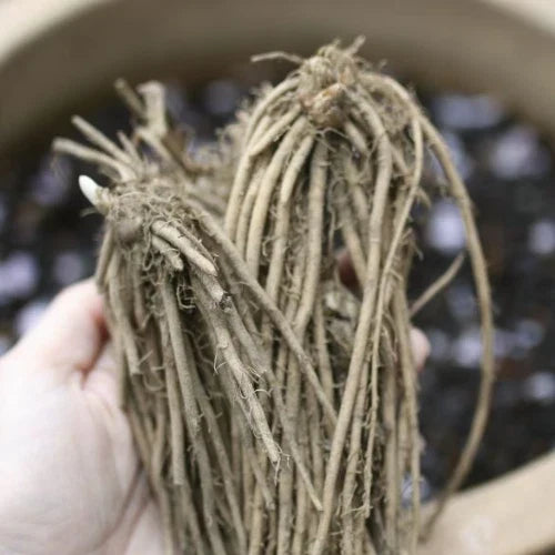 25 Bare Root Green Mary Washington Asparagus Crowns - 2-Year-Old Perennial Vegetable Plants, Asparagus officinalis