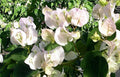 Bougainvillea Starter Plant - Small VERA WHITE - Rare, Well-Rooted Bougainvillea glabra for Garden or Pot