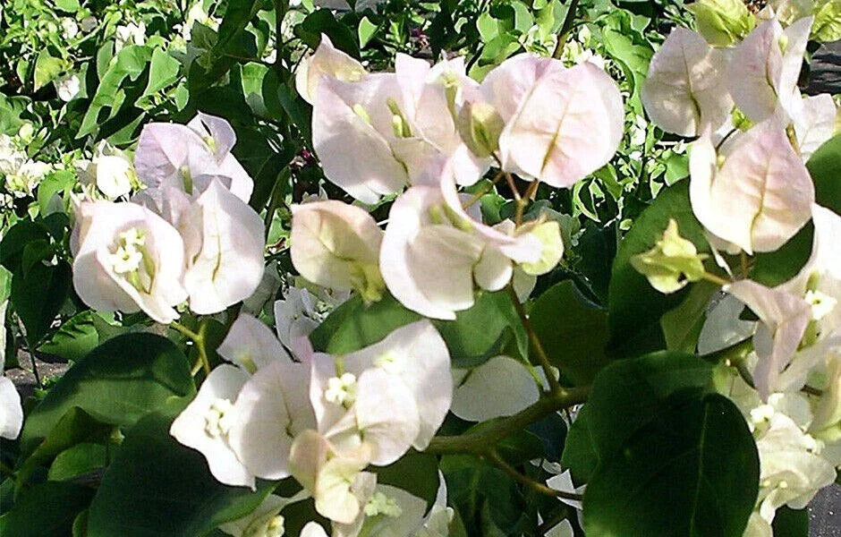 Bougainvillea Starter Plant - Small VERA WHITE - Rare, Well-Rooted Bougainvillea glabra for Garden or Pot