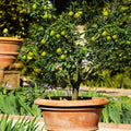 Mexican Key Lime Tree Sapling - Live Citrus Plant - Citrus aurantiifolia - 3-4 Inches, Fragrant Blossoms & Zesty Fruit
