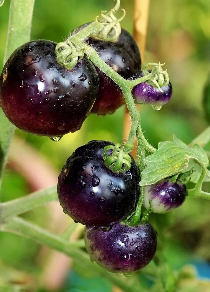 European Black Cherry Tomato Seeds - Heirloom, Non-GMO, Sweet, Solanum lycopersicum, Pack of 10+ Seeds