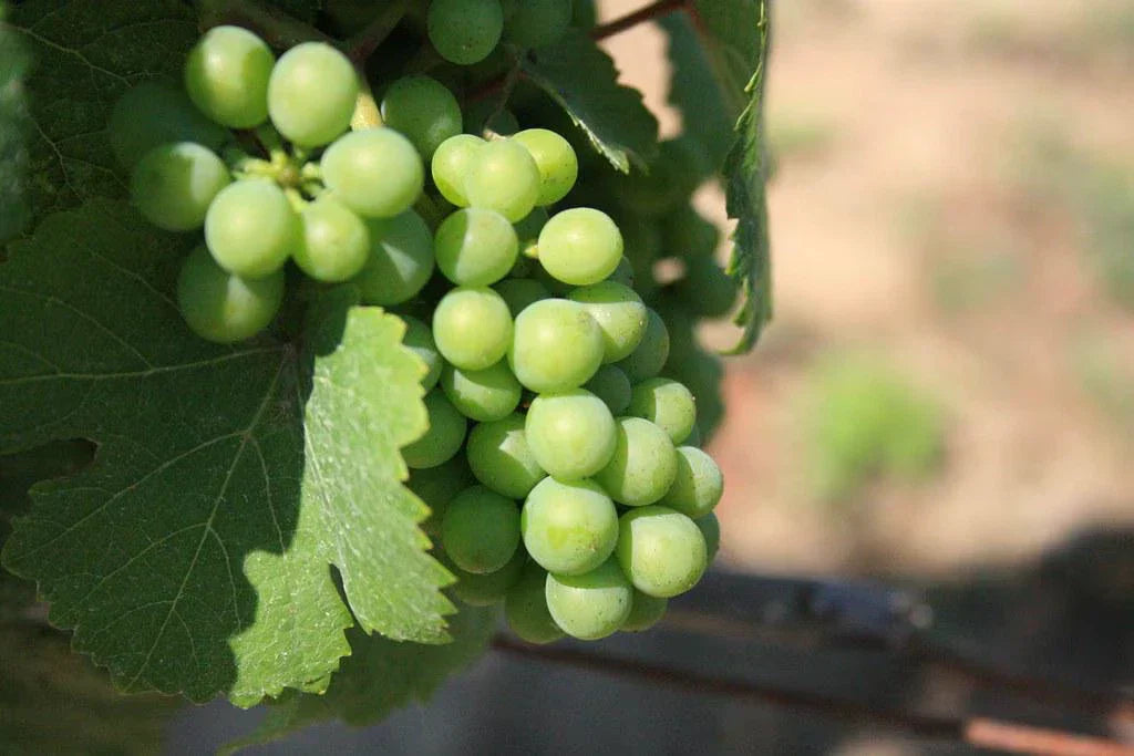 Niagara Grape Vines - 3.5-inch Pots - Vitis labrusca - Home Garden, Patio, Balcony, Juicy Grapes, Vining Plant, Easy to Grow