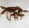 Zebrina Silver Wandering Jew Cuttings - Tradescantia zebrina - 5 Cuttings in 2" or 4" Pot