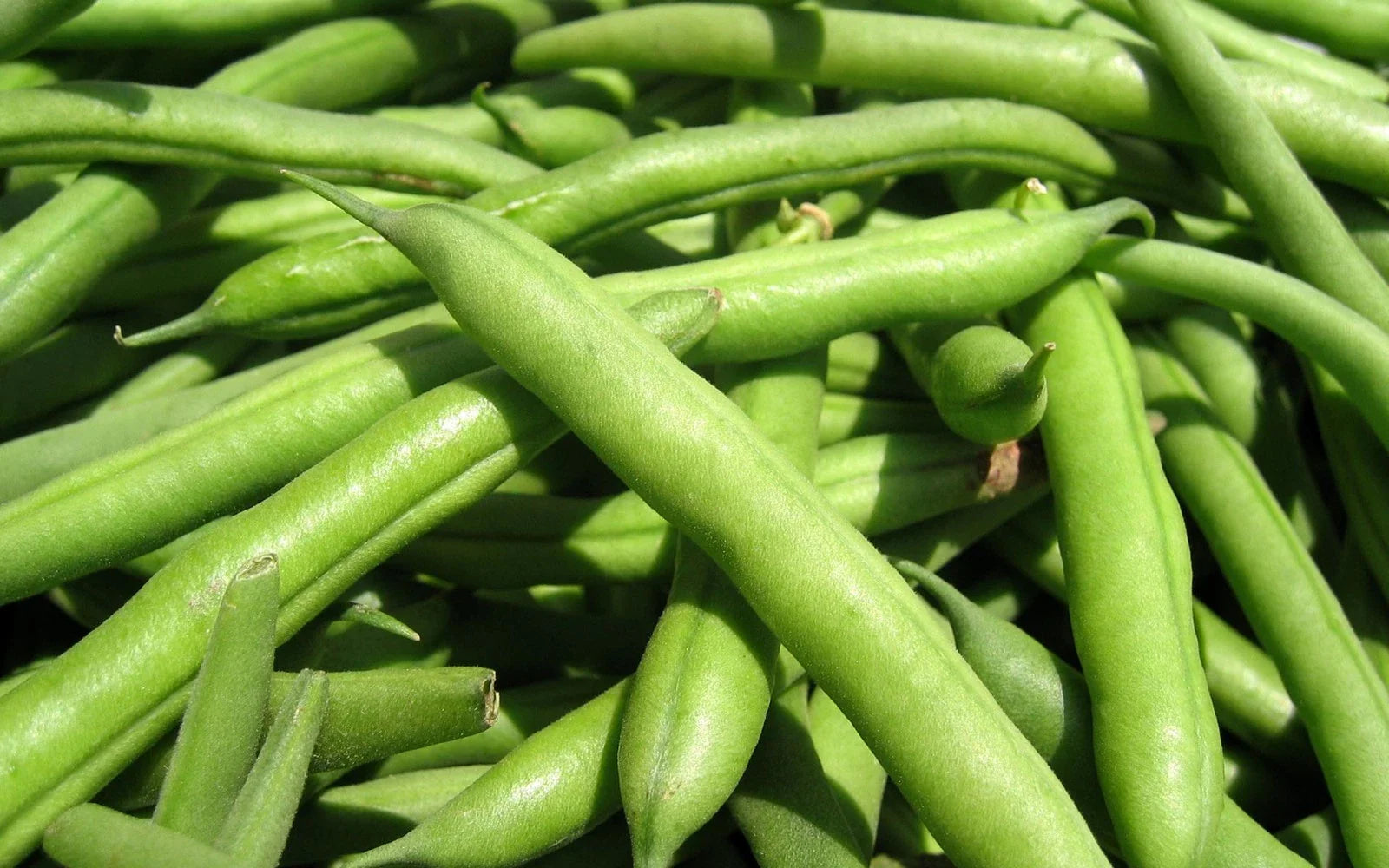 Green Bean Seeds - Spartan Arrow Phaseolus vulgaris, Bush-Type, Fast-Growing, Non-GMO, Home Garden Planting