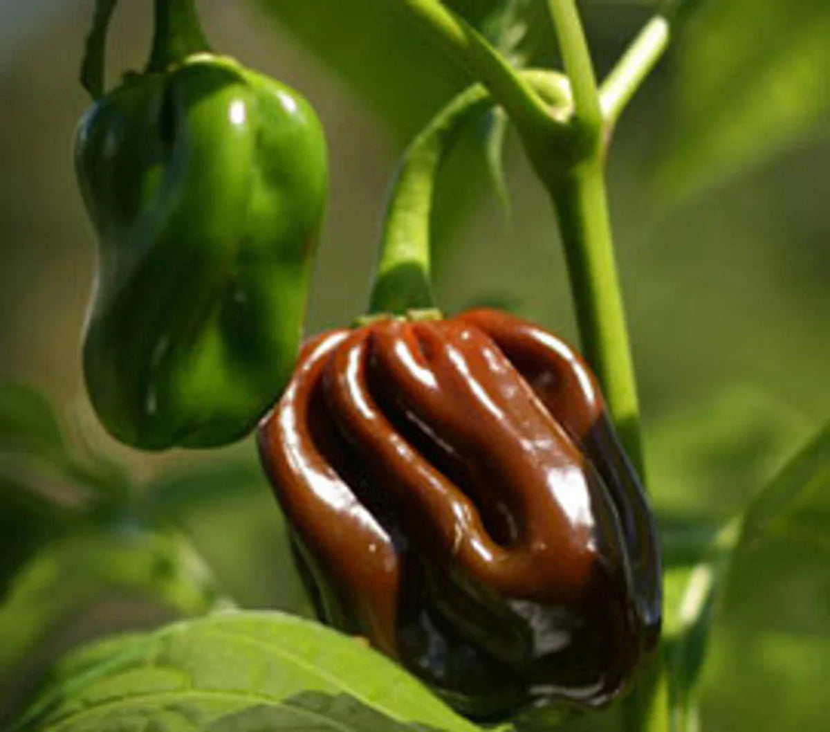 Chocolate Habanero Pepper Seeds - Extremely Hot, Jamaican Jerk Variety, Capsicum chinense, Full Sun, Container Friendly