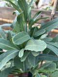 Walking Stick Kale Cuttings - 3 Pack, Brassica oleracea var. alboglabra, Edible Greens, Vertical Garden, Easy to Grow