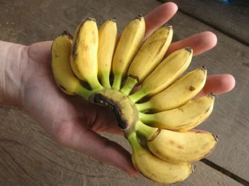 Mini Musa Banana Plant Starter – Small Rooted Musa acuminata for Indoor Gardening & Patio