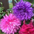 Aster Flower Seeds - 100 Seeds - Vibrant Annual Cut Flowers - Aster spp.