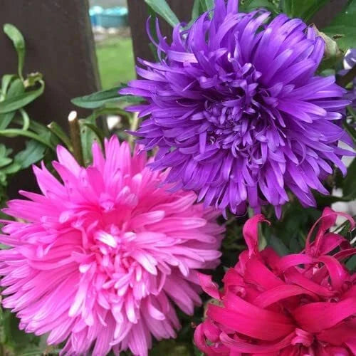 Aster Flower Seeds - 100 Seeds - Vibrant Annual Cut Flowers - Aster spp.