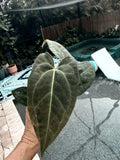 Anthurium Red Crystallinum X Crystallinum - 4-Inch Potted Indoor Plant with Free Shipping