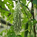 Black Pearl Bitter Melon Seeds - Indian Karela Momordica charantia Heirloom Seeds for 2025 Planting