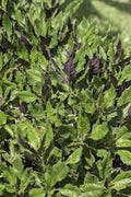 10 Okinawa Spinach Starter Plants Gynura Crepioides Perennial Vegetable with Green & Purple Foliage