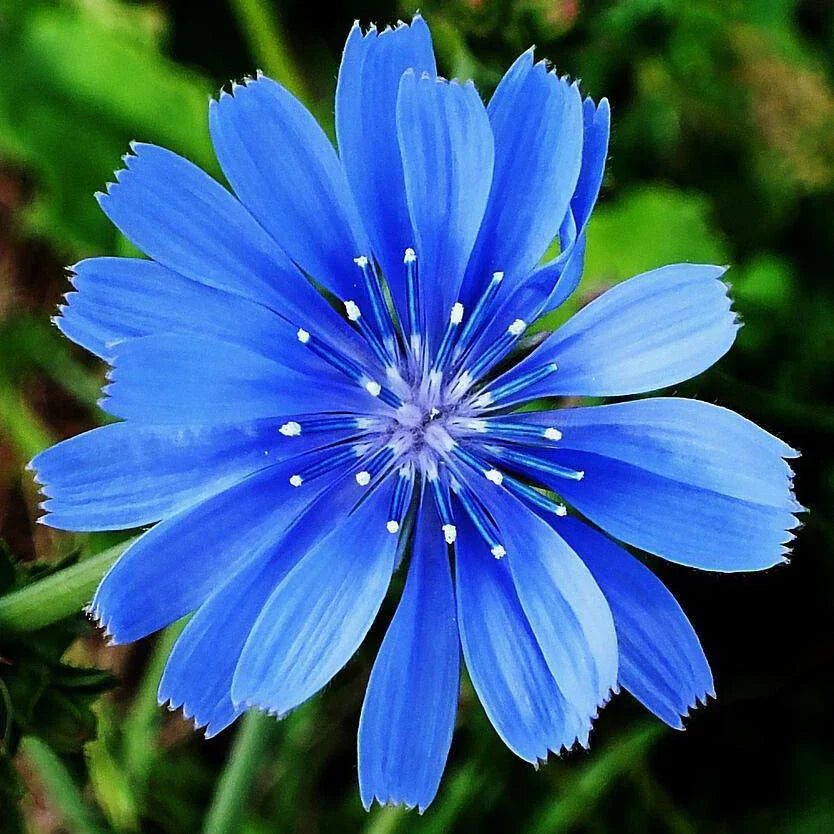 Chicory Seeds Non-GMO Bulk Pack | Cichorium intybus for Gardens, Salads & Coffee Substitutes