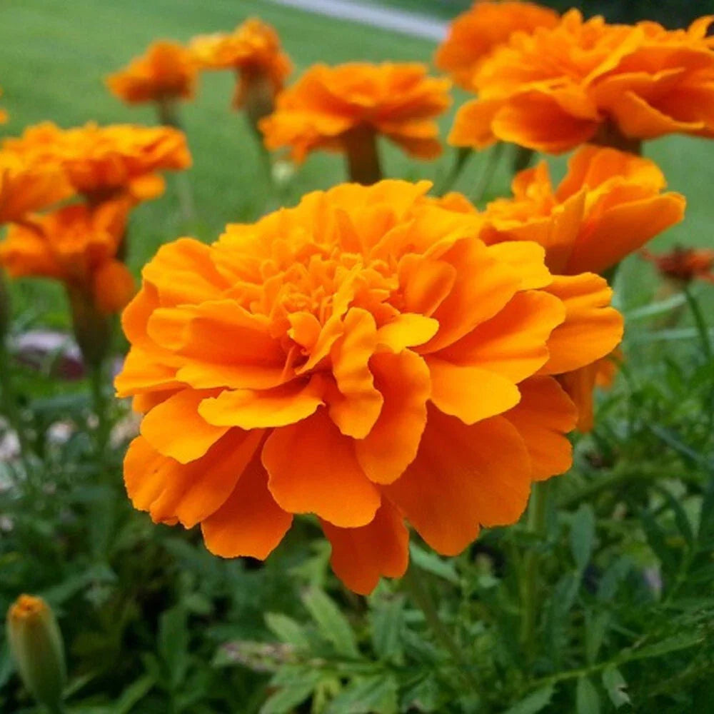 Tangerine Marigold Seeds - Tagetes erecta - 25+ Garden Flower Seeds for Beds & Borders - Easy to Grow, Vibrant Orange Blooms