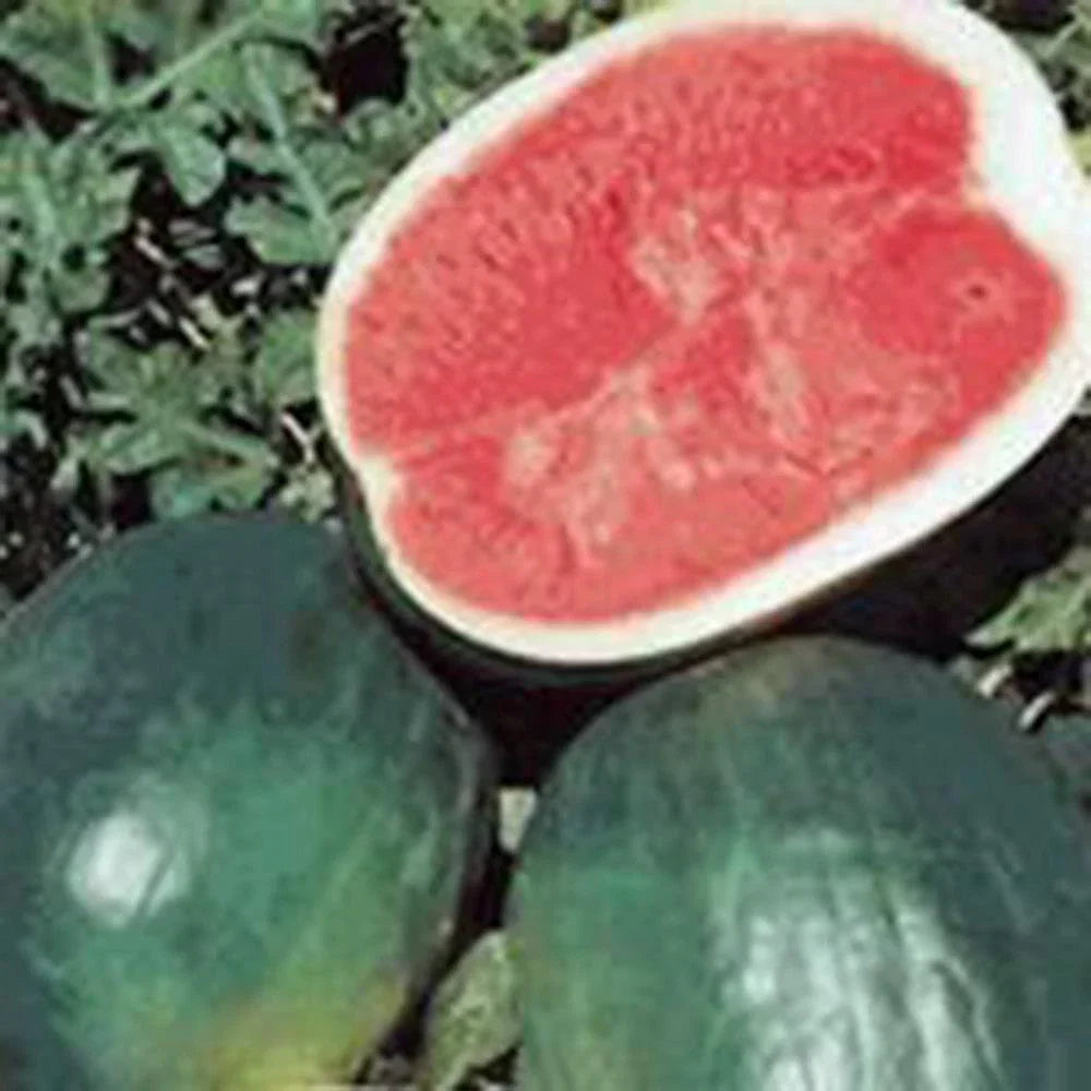 Watermelon Seeds 100 Pack Black Diamond Heirloom Non-GMO Citrullus lanatus for Home Garden, Juicy Fruit