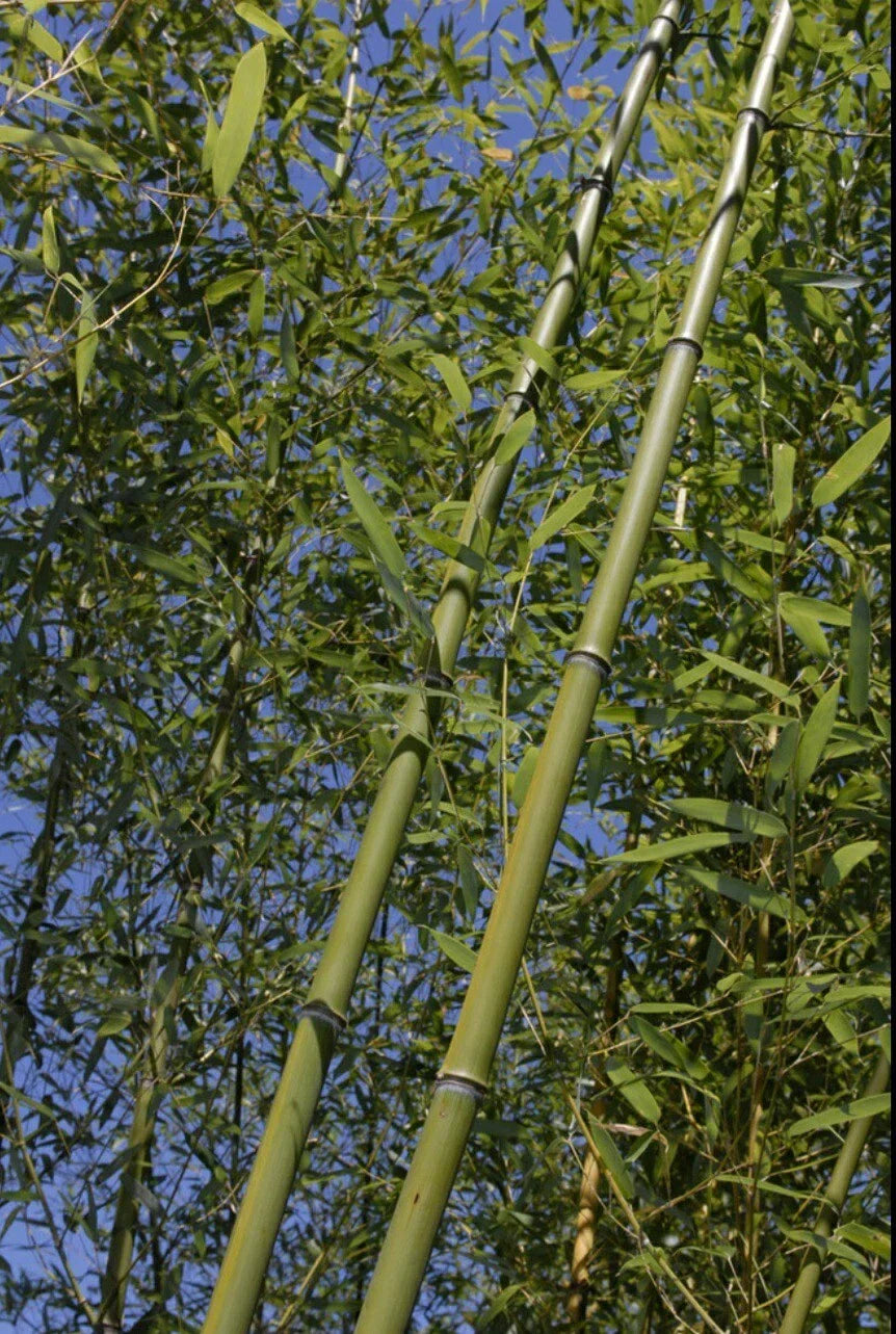 Bamboo Bare Root Rhizome Phyllostachys Rubromarginata 'Red Margin' Clumping Plant