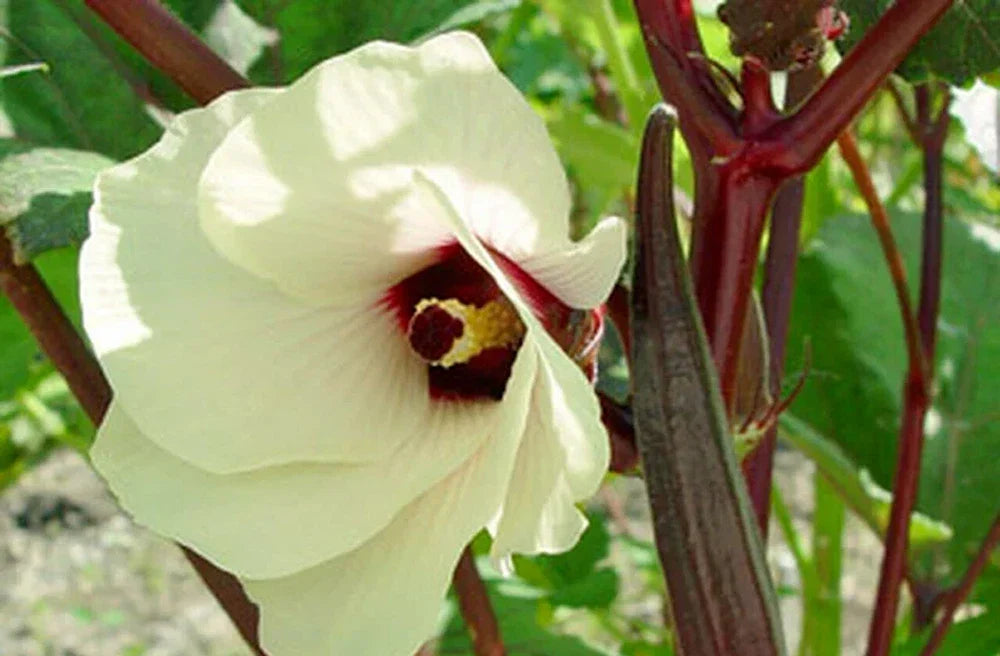 Red Burgundy Okra Seeds - 100 Pack, Heirloom Vegetable Seeds, Abelmoschus esculentus, Vibrant Red Pods, Easy to Grow, Garden & Container