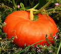 Cinderella Pumpkin Seeds, Fairytale Coach Carriage Red Rouge, Organic Cucurbita pepo, Decorative & Halloween Pumpkins