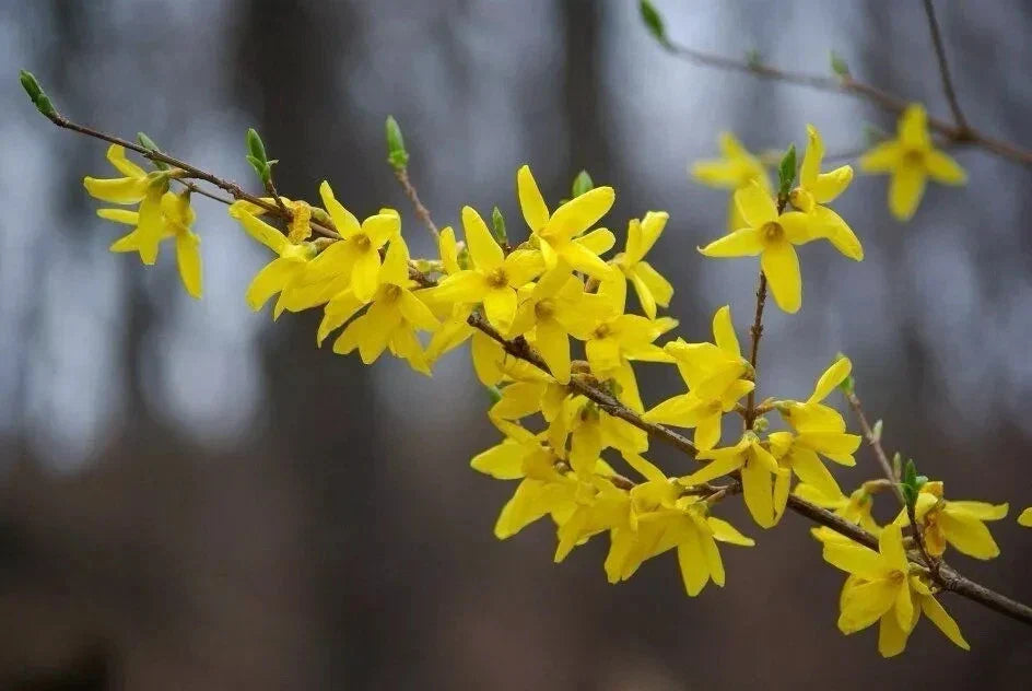 Forsythia Plant Cuttings 6-8" Unrooted Propagation Clippings Forsythia suspensa