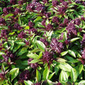 Siam Queen Basil Seeds 200+ Count - Thai Ocimum Thyrsiflora Herb for Culinary & Garden Use