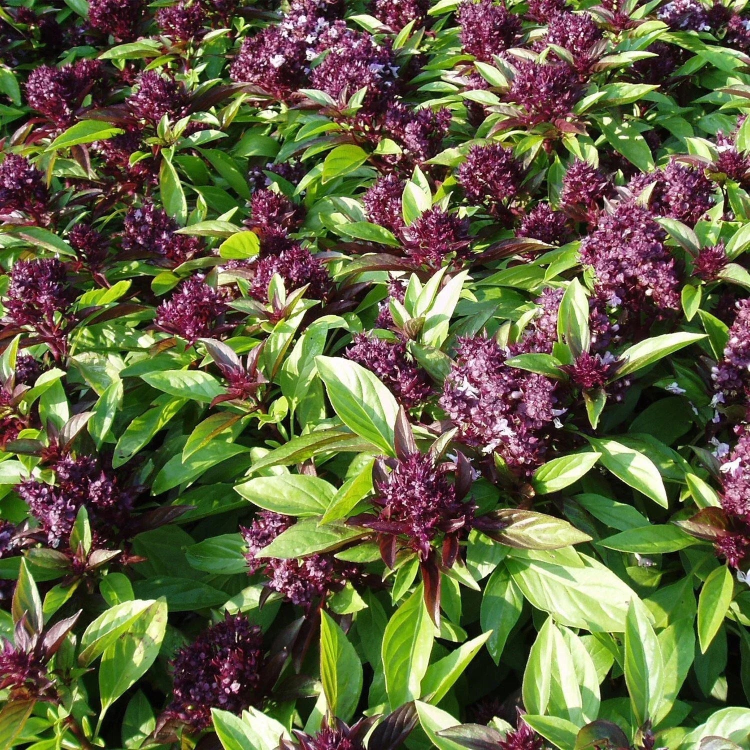 Siam Queen Basil Seeds 200+ Count - Thai Ocimum Thyrsiflora Herb for Culinary & Garden Use