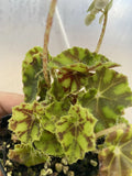 Tiger Kitten Begonia Live Houseplant 3" Pot, Begonia Rex 'Tiger Kitten', Indoor Plant for Indirect Sunlight & Humidity