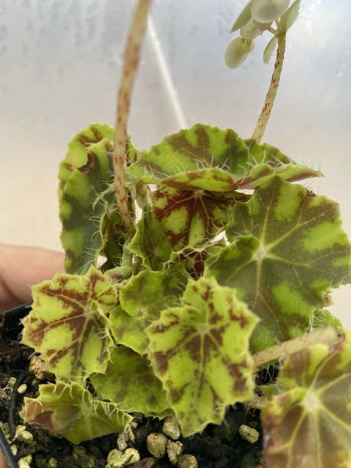 Tiger Kitten Begonia Live Houseplant 3" Pot, Begonia Rex 'Tiger Kitten', Indoor Plant for Indirect Sunlight & Humidity