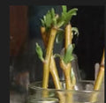 Dwarf Weeping Willow Tree Cuttings - Salix babylonica 'New Blue' - Two Healthy Planting Cuttings for Small Gardens and Patios