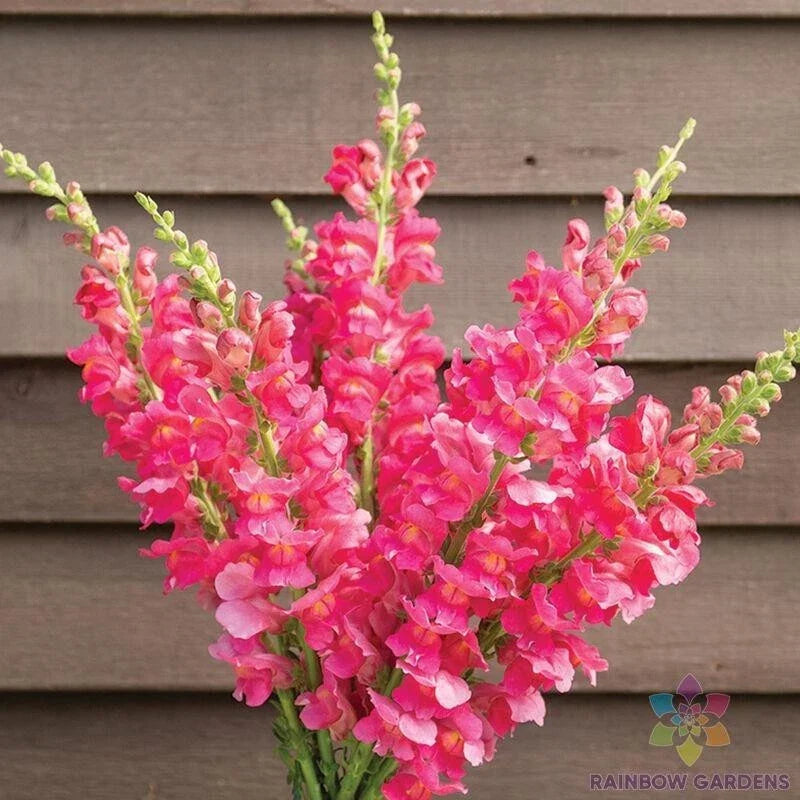 Snapdragon Seeds - 1000+ Costa Deep Rose Antirrhinum majus Garden Flower Seeds for Borders & Containers