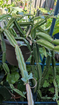 Cissus Quadrangularis Cuttings | Veldt Grape, Pirandai | Climbing Vine, Medicinal Plant, 3 Healthy Cuttings