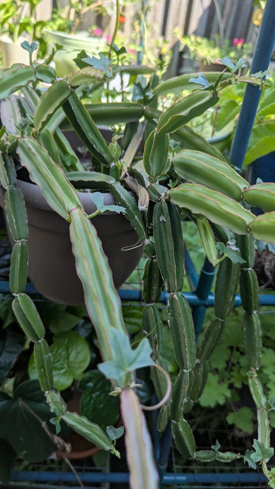 Cissus Quadrangularis Cuttings | Veldt Grape, Pirandai | Climbing Vine, Medicinal Plant, 3 Healthy Cuttings