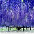 Chinese Blue Wisteria Seeds - 10 Pack, Fast-Growing Hardy Flowering Vine, Wisteria sinensis for Garden, Trellis, Bonsai