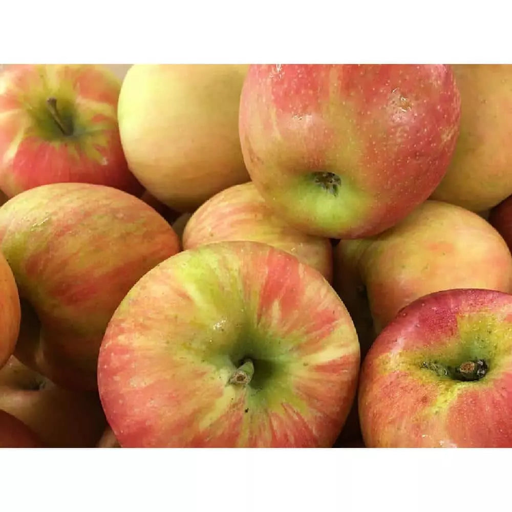 Dwarf Honeycrisp Apple Tree Bare Root – Organic Malus domestica, Compact, Sweet Crisp Apples, Perfect for Small Spaces & Containers