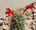 Cochemiea Setispina Cactus Plant Rooted Cutting – Unique Succulent for Indoor & Outdoor Decor