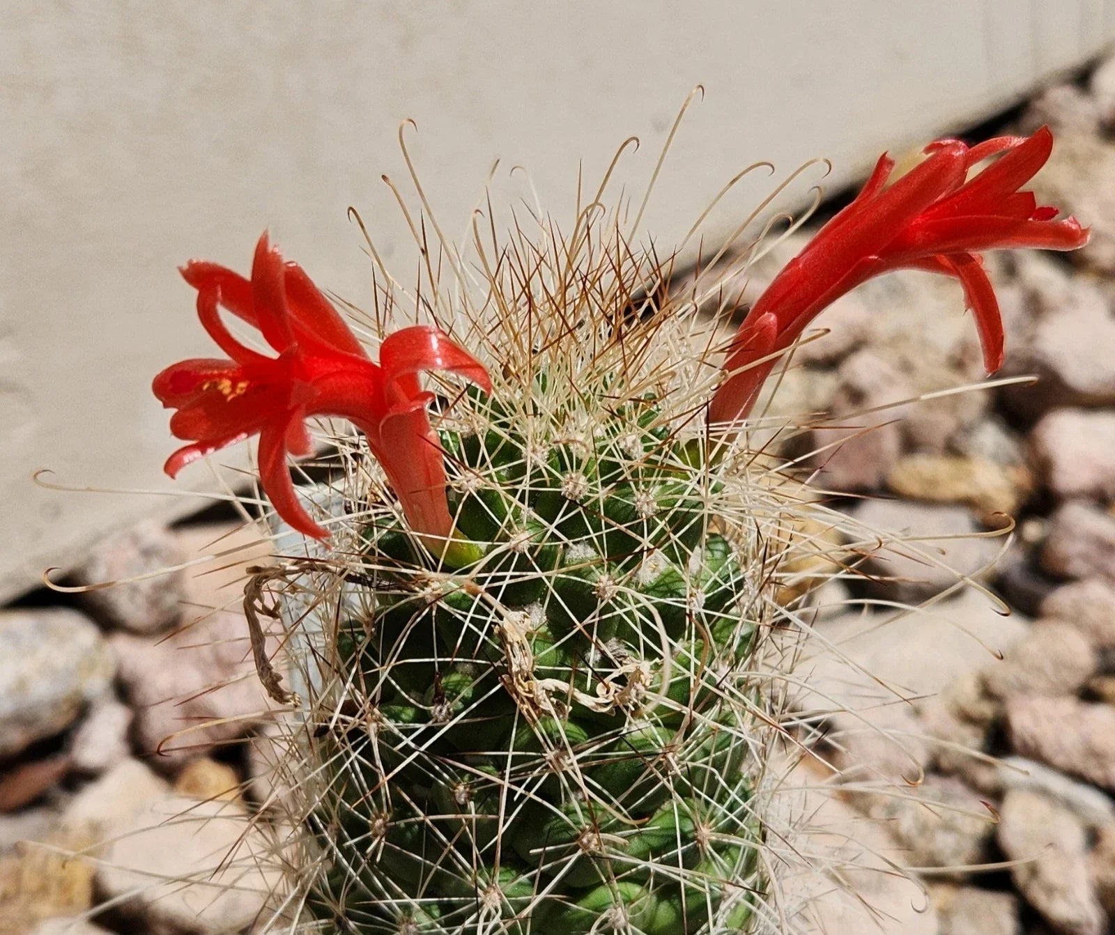 Cochemiea Setispina Cactus Plant Rooted Cutting – Unique Succulent for Indoor & Outdoor Decor