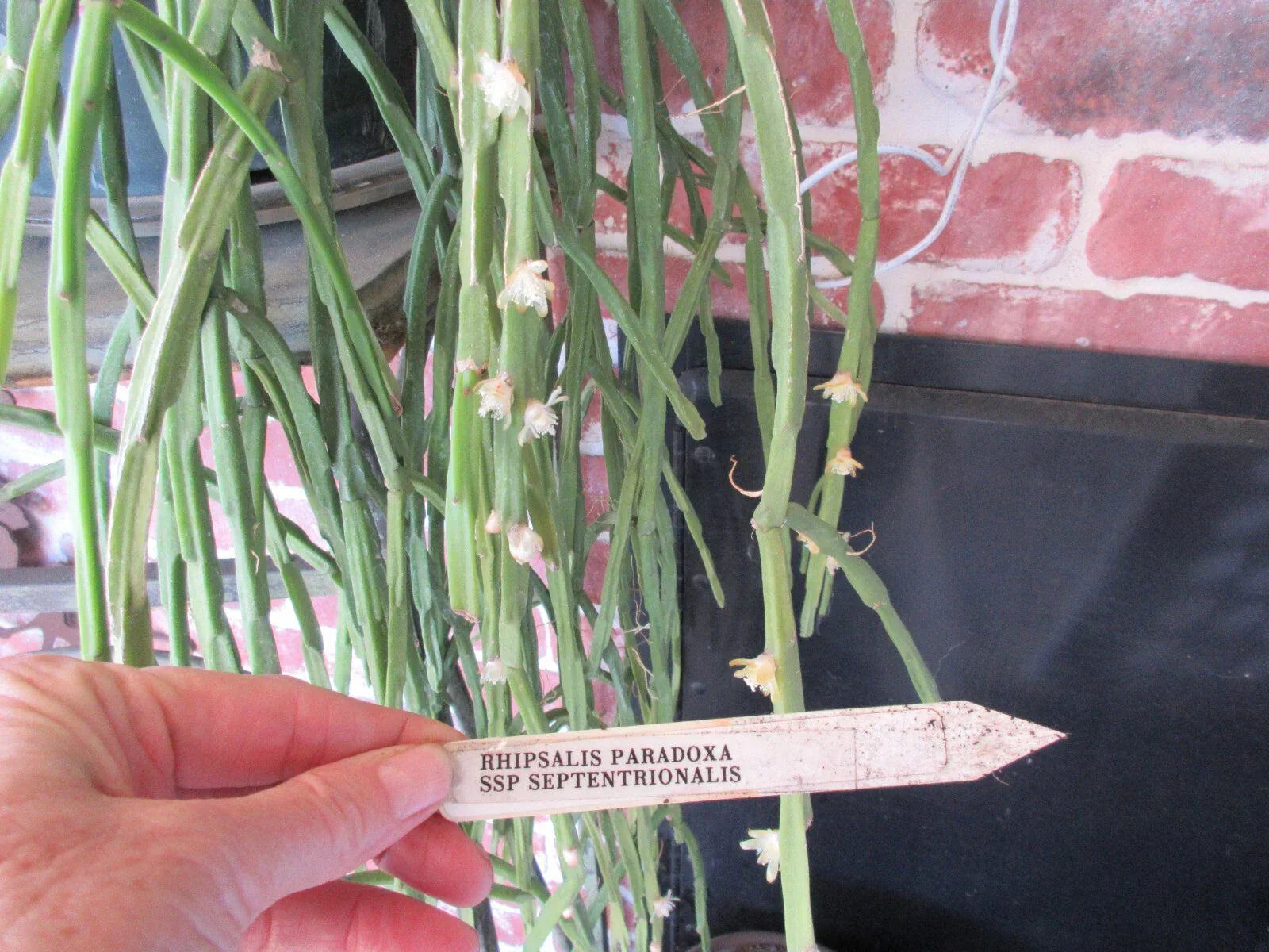 Rhipsalis Cuttings - 2 Pieces - Paradoxa ssp Septentrionalis - Succulent Plant for Indoor & Outdoor Gardening
