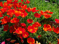 California Poppy Seeds - 275 Pack, Red Chief Annual, Eschscholzia californica, Bright Red Flowers, Easy to Grow, Wildflower Meadow
