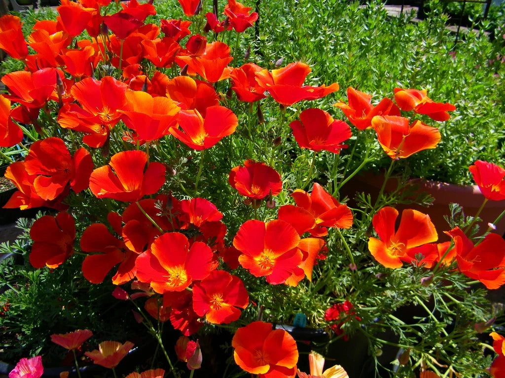 California Poppy Seeds - 275 Pack, Red Chief Annual, Eschscholzia californica, Bright Red Flowers, Easy to Grow, Wildflower Meadow