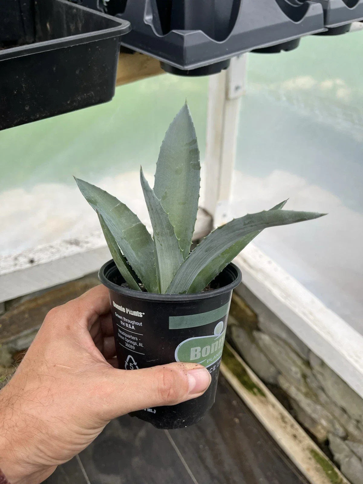 Agave Plant 4-Inch Pot - Unknown Variety - Succulent Indoor/Outdoor Decor - Drought-Resistant Agave sp.