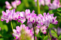 Chinese Milk Vetch Seeds - Astragalus sinicus - Ground Cover, Soil Improvement, Purple Flowers, 500 Seeds