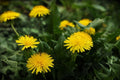 Dandelion Seeds 100 Pack - Edible Medicinal Herb Taraxacum for Culinary & Garden Use