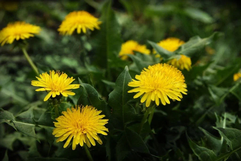 Dandelion Seeds 100 Pack - Edible Medicinal Herb Taraxacum for Culinary & Garden Use