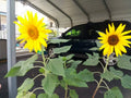 Dwarf Sunflower Seeds 50 Count | Bright Yellow Blooms | Helianthus annuus | Small Garden, Container Plant