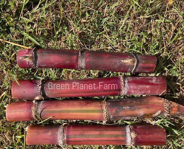 Fresh Organic KavaRangi Sugar Cane Cuttings - Saccharum officinarum, Sweet Variety for Planting & Gardening
